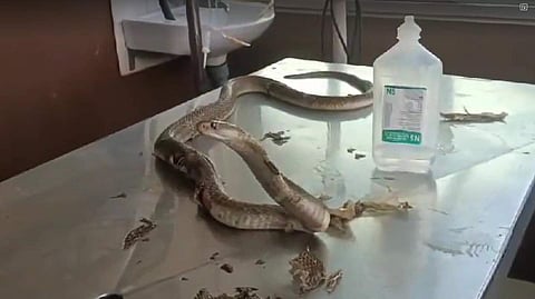 ഗുരുതരമായി പരിക്കേറ്റ മൂർഖന് അടിയന്തിര ചികിത്സ നൽകുന്നു