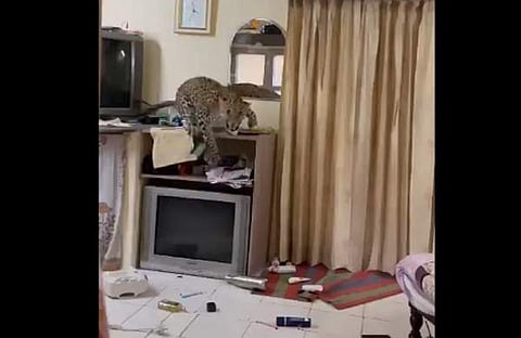 ഹോട്ടൽ മുറിയിൽ കയറിയ പുലിയുടെ ദൃശ്യം