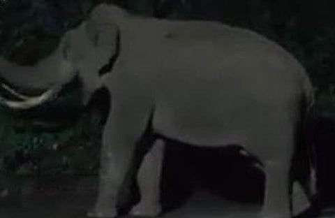 പടയപ്പ/ ഫോട്ടോ: വീഡിയോ സ്ക്രീന് ഷോട്ട്