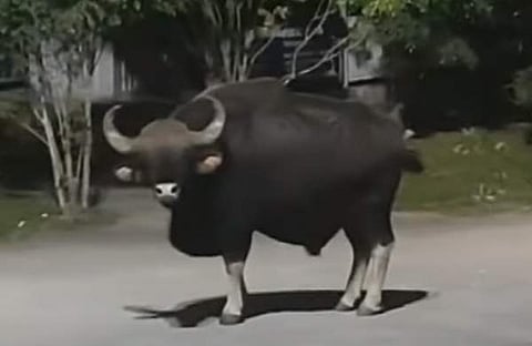 കക്കയം ഡാം സൈറ്റിൽ ഇറങ്ങിയ കാട്ടുപോത്ത്/ടെലിവിഷൻ ദൃശ്യം