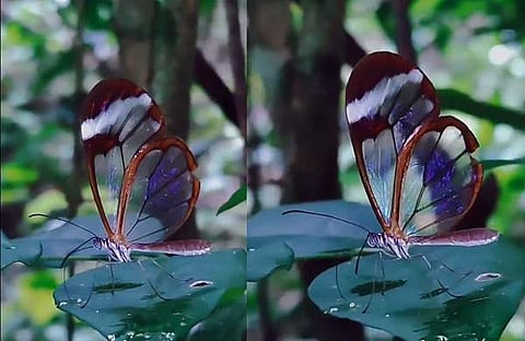 ഗ്ലാസ്വിങ് ചിത്രശലഭം/ എക്സ്