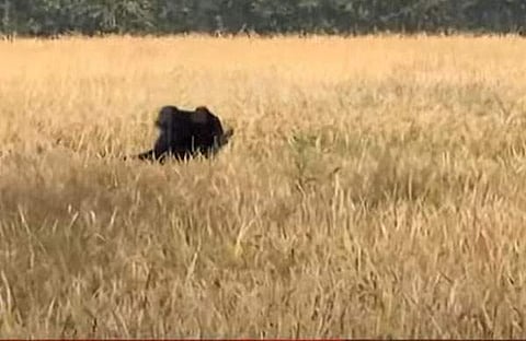 വയനാട്ടിലെ ജനവാസ മേഖലയിറങ്ങിയ കരടി/ ഫോട്ടോ: ടെലിവിഷന് സ്ക്രീന്ഷോട്ട്