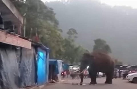 മൂന്നാറിൽ വീണ്ടും പടയപ്പയുടെ പരാക്രമണം/ ടെലിവിഷൻ സ്ക്രീൻഷോട്ട്