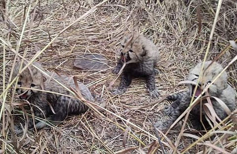 ഫോട്ടോ: ട്വിറ്റർ