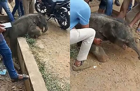 ആനക്കുട്ടിയെ ഓവുചാലില് നിന്ന് രക്ഷപ്പെടുത്തുന്ന നാട്ടുകാര്