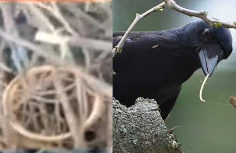 കാക്കക്കൂട്ടിൽ സ്വർണ വള/ വിഡിയോ സ്ക്രീൻഷോട്ട്, കാക്ക/ പ്രതീകാത്മകം