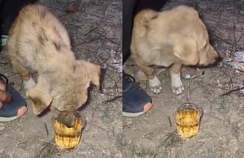 വീഡിയോ ദൃശ്യം