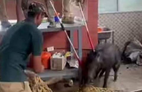 കാട്ടിപന്നി ഹോട്ടലിൽ/ വിഡിയോ സ്ക്രീൻഷോട്ട്