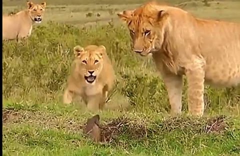 കീരിയും സിംഹവും നേർക്കുനേർ, സ്ക്രീൻഷോട്ട്