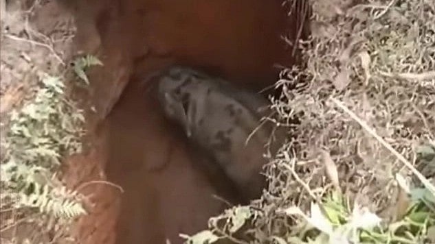 സ്ലാബ് തകര്ന്ന് ആനക്കുട്ടി സെപ്റ്റിക് ടാങ്കിനുള്ളില്, മണിക്കൂറുകള് നീണ്ട പരിശ്രമം; വലയിലാക്കി പുറത്തെത്തിച്ചു