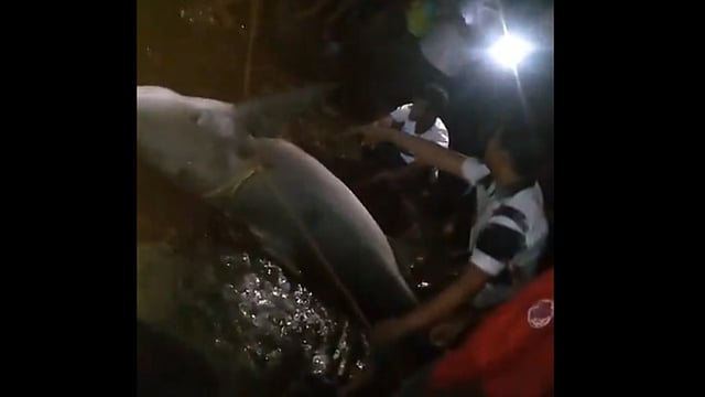 മീന്‍ പിടിക്കുന്നതിനിടെ മത്സ്യത്തൊഴിലാളിയുടെ കാല്‍ സ്രാവ് കടിച്ചെടുത്തു, പരിഭ്രാന്തിയില്‍ നാട്ടുകാര്‍- വീഡിയോ 
