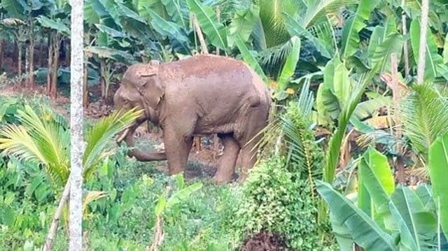 ജലസേചന പൈപ്പുകള് തകര്ക്കല് 'ഹോബി'; ജലധാരയില് കുളി; തണ്ണീര്ക്കൊമ്പന് എന്ന പേര് വന്നത് ഇങ്ങനെ