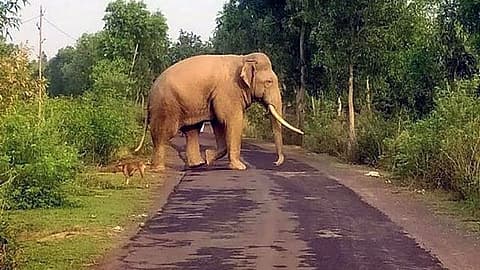 കഴിഞ്ഞ 8 വര്‍ഷത്തിനിടെ സംസ്ഥാനത്ത് വന്യജീവി ആക്രമണത്തില്‍ കൊല്ലപ്പെട്ടത് 909 പേര്‍, 7492 പേര്‍ക്ക് പരിക്ക്