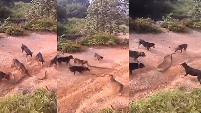 'സംഘബലം മഹാബലം'; ആക്രമിച്ചു കീഴടക്കാന്‍ നായക്കൂട്ടം, കുതറി മാറി രാജവെമ്പാല; വൈറല്‍ വിഡിയോ


