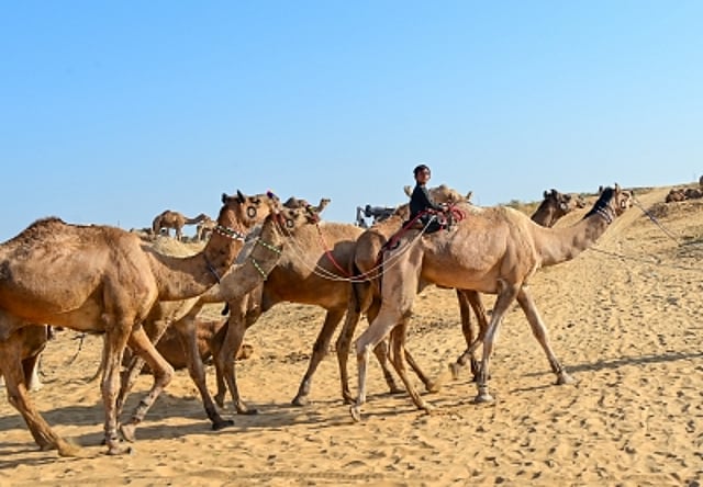 unofficial estimates say that there are 3.5 crore camels in different parts of the world.