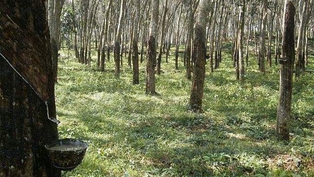 കയറ്റുമതിക്ക് 5 രൂപ ഇന്സെന്റീവ്; റബ്ബര് കര്ഷകര്ക്ക് ആശ്വാസമായി കേന്ദ്രസര്ക്കാര് പ്രഖ്യാപനം