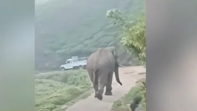 മൂന്നാറില് 'കട്ടക്കൊമ്പന്', നേര്യമംഗലത്ത് 'ഒറ്റക്കൊമ്പന്'; ജനവാസമേഖലയില് വീണ്ടും കാട്ടാനയിറങ്ങി, പരിഭ്രാന്തിയില് നാട്ടുകാര്