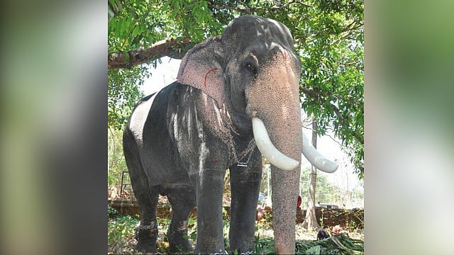 മംഗലാംകുന്ന് അയ്യപ്പന്‍ ചരിഞ്ഞു