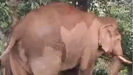 രാത്രി കാടു കയറ്റിയ ചില്ലിക്കൊമ്പന് രാവിലെ വീണ്ടും ജനവാസമേഖലയില്