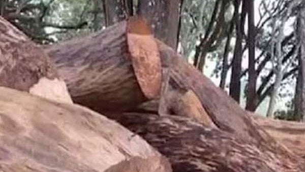 സുഗന്ധഗിരി മരംമുറി കേസ്: അന്വേഷണ സംഘം മാനസികമായി പീഡിപ്പിച്ചെന്ന് വനിതാ റെയ്ഞ്ച് ഓഫീസര്