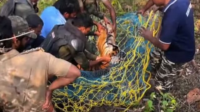 കണ്ണൂരില്‍ മയക്കുവെടിവെച്ച് പിടികൂടിയ കടുവ ചത്തു