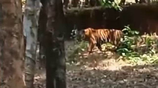 കേളകത്ത് പട്ടാപ്പകൽ വീട്ടുപറമ്പിൽ കടുവ; പ്രദേശത്ത് നിരോധനാജ്ഞ