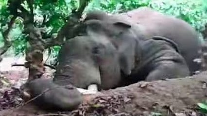 കാപ്പിത്തോട്ടത്തിൽ കാട്ടാന ചരിഞ്ഞ നിലയിൽ; ഷോക്കേറ്റതെന്ന് സംശയം