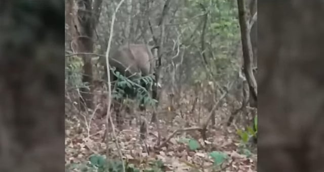 പാലക്കാട് ട്രാക്ക് മുറിച്ചുകടക്കുന്നതിനിടെ അപകടം; പരിക്കേറ്റ ആനയുടെ നില ഗുരുതരം