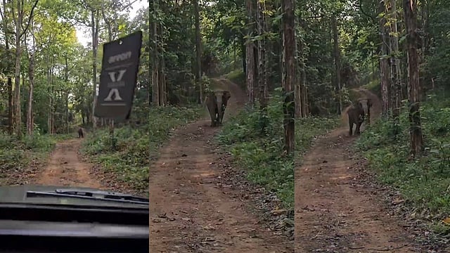 athirappilly elephant