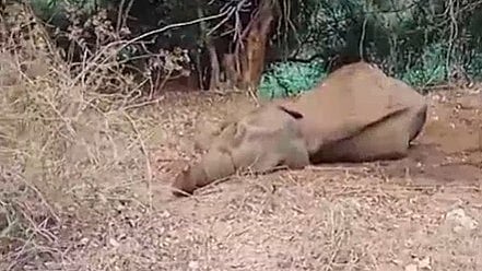 ട്രെയിന്‍ ഇടിച്ചു പരിക്കേറ്റ പിടിയാന ചരിഞ്ഞു