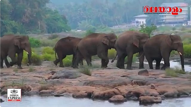 wild elephants in kerala