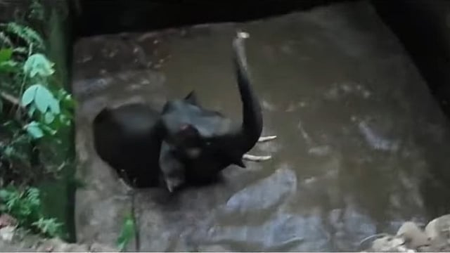 കോതമംഗലത്ത് കാട്ടാന കിണറ്റില് വീണു; രക്ഷാപ്രവര്ത്തനം പുരോഗമിക്കുന്നു