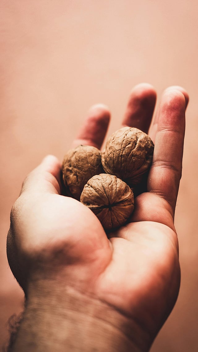 walnut