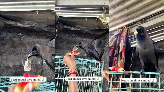 കാക്ക പഴയ കാക്കയല്ല!; 500 രൂപ നോട്ട് റാഞ്ചിയെടുത്ത് പറന്നു, തിരികെ കിട്ടാൻ വീട്ടമ്മയുടെ പെടാപ്പാട്, വിഡിയോ