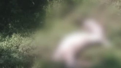 വയനാട്ടിൽ വീണ്ടും കടുവയുടെ ആക്രമണം; 2 പശുക്കളെ കൊന്നു