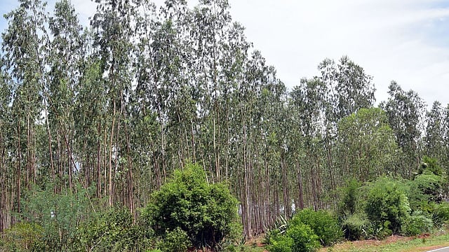 eucalyptus