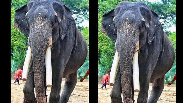 ഗുരുവായൂര് ദേവസ്വത്തിലെ കൊമ്പന് മുകുന്ദന് ചരിഞ്ഞു