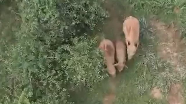 Wild Elephant