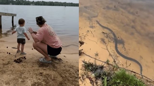 കുഞ്ഞിനെ ലക്ഷ്യമാക്കി കൂറ്റൻ പാമ്പ്, രക്ഷകയായി അമ്മ- വീഡിയോ 