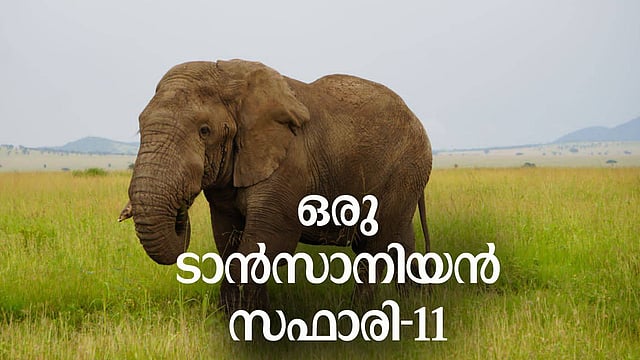 ''വിരഹത്തിനു തയ്യാറെടുക്കുന്ന കമിതാക്കളെപ്പോലെയാണിപ്പോള്‍ ഞങ്ങളും സെരങ്കട്ടിയും അതിലെ മൃഗങ്ങളും മരങ്ങളും പുല്‍പ്പരപ്പും പാറക്കെട്ടുകളും'' 