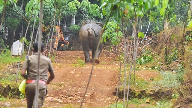 വന്യജീവി സംഘര്ഷം കുറയ്ക്കാന് നടപടി; സംസ്ഥാനത്ത് റാപ്പിഡ് റെസ്പോണ്സ് ടീമുകളെ നിയമിക്കും