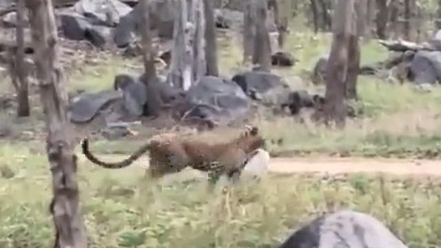 LEOPARD ATTACK