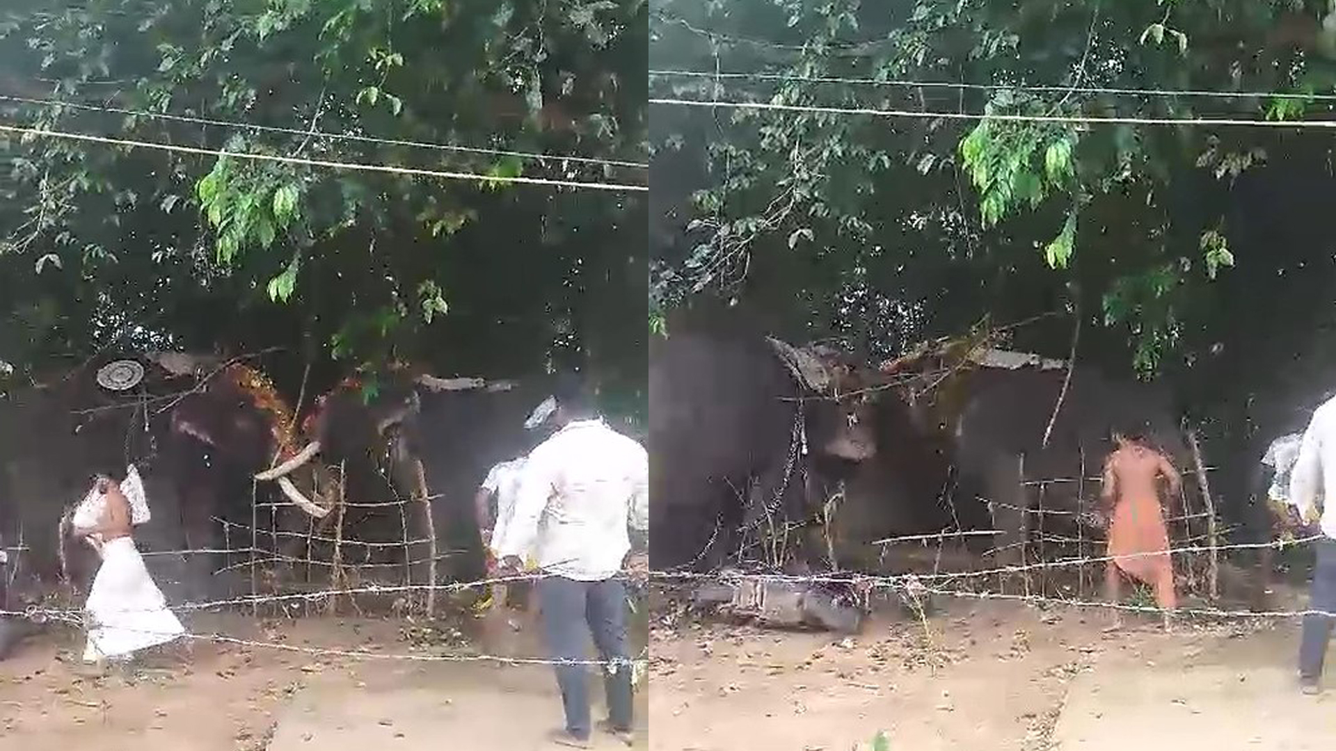 എഴുന്നള്ളിപ്പിനിടെ ആനകള് കൊമ്പുകോര്ത്തു, മുകളിലിരുന്നവര് താഴേക്ക് ചാടി; ചിതറിയോടി ജനം