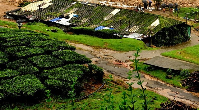 Labor department issued guidelines for inspection in plantation sector