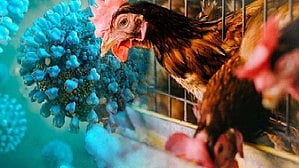 ബംഗാളില്‍ നാലുവയസുകാരിക്ക് പക്ഷിപ്പനി സ്ഥിരീകരിച്ചു; അഞ്ചുവര്‍ഷത്തിന് ശേഷം രാജ്യത്ത് ആദ്യം