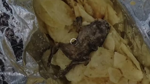 found-dead-frog-from-potato-chips-packet