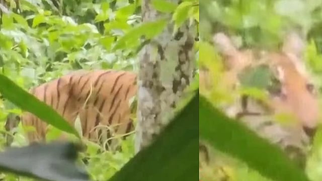വയനാട്ടില് കടുവ ഭീതി നിലനില്ക്കുന്ന പ്രദേശങ്ങളില് നിരോധനാജ്ഞ പ്രഖ്യാപിച്ചു