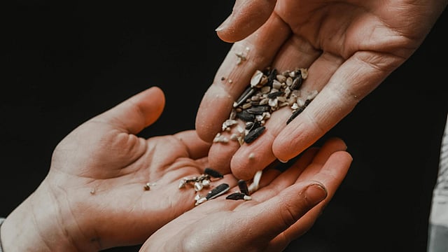 സൂര്യകാന്തി വിത്തുകൾ ഗാമാ-ലിനോലെനിക് ആസിഡിൻ്റെ സമ്പന്നമായ ഉറവിടമാണ്