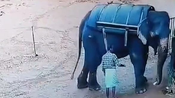 ആനയെ തളക്കുന്നതിനിടെ പാപ്പാനെ ചവിട്ടിക്കൂട്ടി, തുമ്പിക്കൈയില്‍ കോര്‍ത്ത് നിലത്തെറിഞ്ഞു; ദാരുണാന്ത്യം; സഫാരി കേന്ദ്രത്തിനെതിരെ കേസ് 