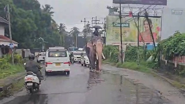 Elephant at thrissur
